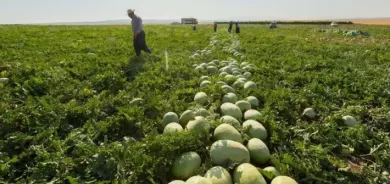 زراعة إقليم كوردستان : طلب كبير على منتجاتنا في الأسواق العراقية