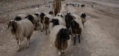 الزراعة العراقية تصدر قراراً بشأن نقل الماشية بين المحافظات وإقليم كوردستان