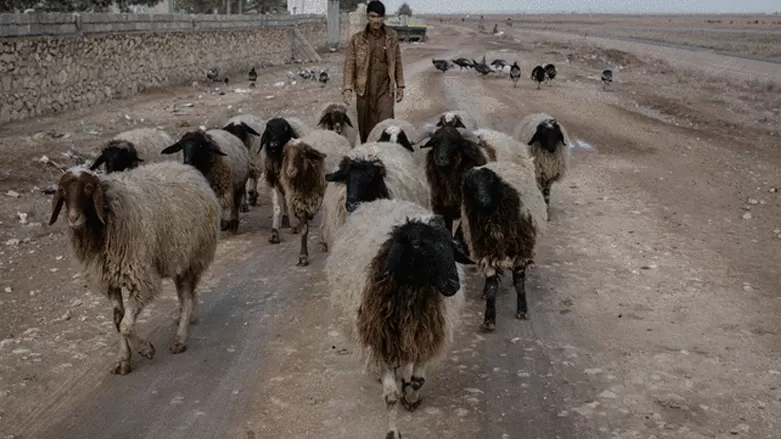 الزراعة العراقية تصدر قراراً بشأن نقل الماشية بين المحافظات وإقليم كوردستان