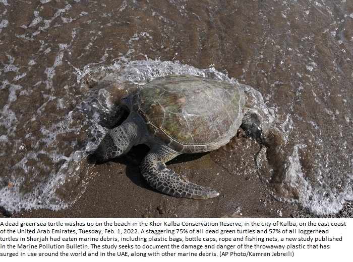 Turtles dying from eating trash show plastics scourge in UAE