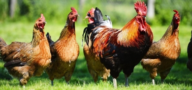 تحذير من ارتفاع أسعار الدجاج في إقليم كوردستان ومطالبة بفتح استيراد شيئين من إيران
