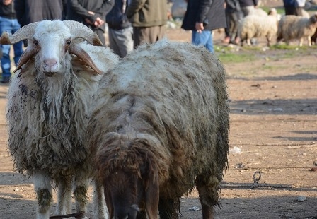كوردستان تواجه ارتفاع أسعار اللحوم باستيراد الماشية الحية من أرمينيا