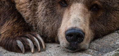 Iran arrests man after brown bear is beaten to death