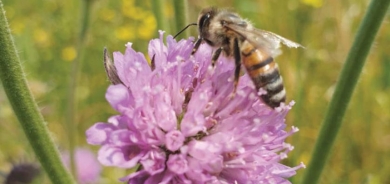 فائدة مذهلة للميكروبات داخل أمعاء النحل