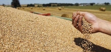 التجارة العراقية: خزين الحنطة يكفي لثلاثة أشهر فقط