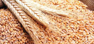 وزارة التجارة والصناعة : تمديد فترة استلام القمح من المزارعين رغم انتهائها