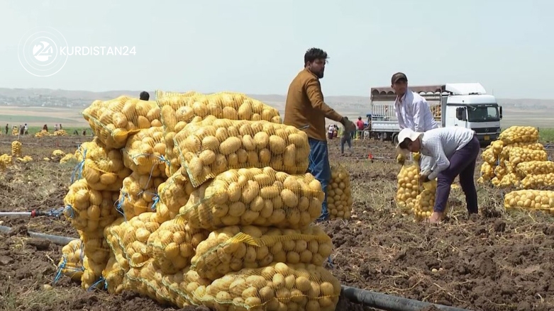 انتاج البطاطا يزيد عن 500 الف طن ويؤمن آلاف فرص العمل في كوردستان