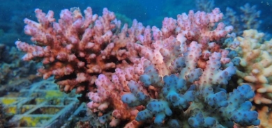 كيف تنتج الشعاب المرجانية حمض ضروري للتمثيل الغذائي؟