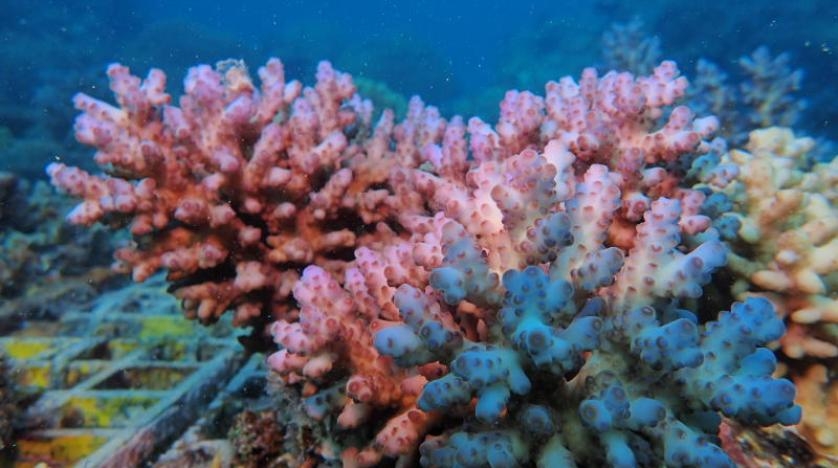 كيف تنتج الشعاب المرجانية حمض ضروري للتمثيل الغذائي؟