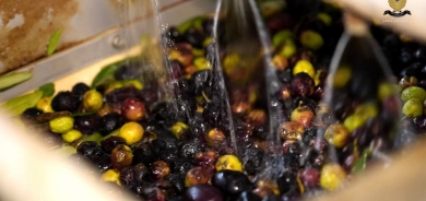 Kurdistan Region produces 110 tons of olive oil daily