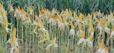Corn production increasing in the Kurdistan Region