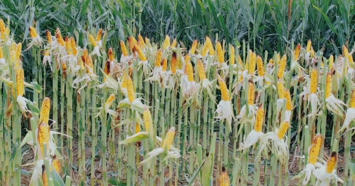 Corn production increasing in the Kurdistan Region