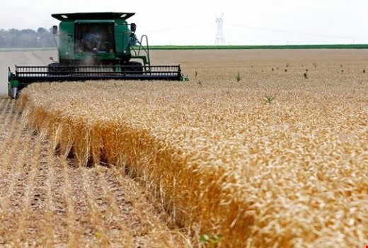 وزارة التجارة العراقية: تسويق الحنطة من اقليم كوردستان سيكون في ايار أو حزيران