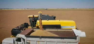 زراعة كوردستان تتوقع تسليم أكثر من 500 ألف طن القمح للصوامع هذا العام