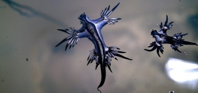 Poisonous 'Blue Dragon' Sea Slug Spotted in the Mediterranean After 300 Years, Warns Travelbook