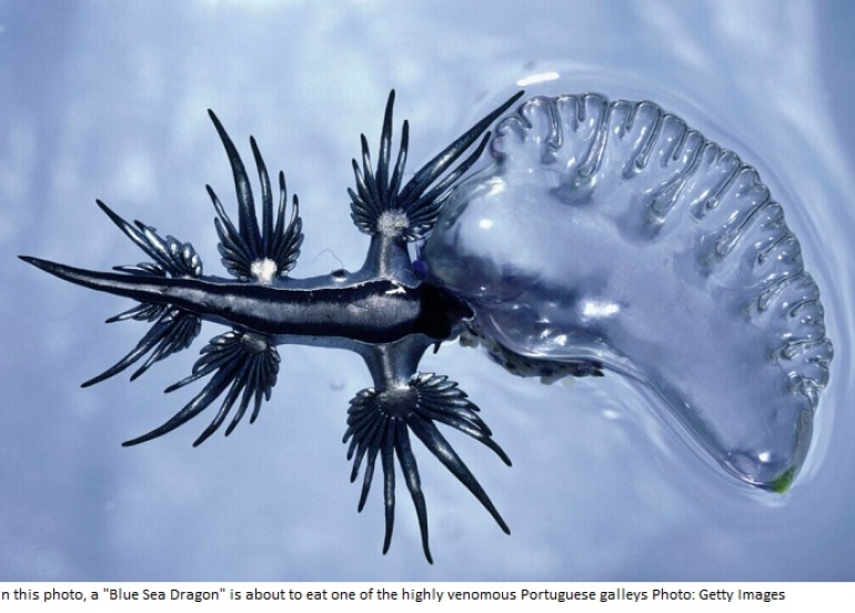 Poisonous 'Blue Dragon' Sea Slug Spotted in the Mediterranean After 300 Years, Warns Travelbook