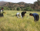 كوردستان تقدم تسهيلات كبيرة للمزارعين لتصدير محاصيلهم إلى الخارج