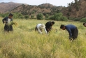 كوردستان تقدم تسهيلات كبيرة للمزارعين لتصدير محاصيلهم إلى الخارج