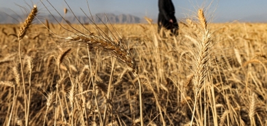 Kurdistan Region's Ministry of Trade and Industry Receives 445,000 Tons of Wheat from Farmers
