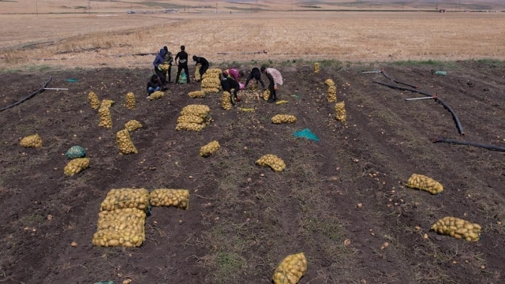 دهوك الأولى على مستوى إقليم كوردستان والعراق في إنتاج وتخزين البطاطا