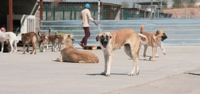 Erbil Authorities Intensify Efforts to Control Stray Dog Population