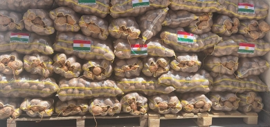 إقليم كوردستان يصدّر 1000 طن من البطاطا إلى الإمارات