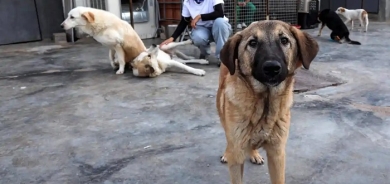 Local Authorities in Erbil Begin Mass Roundup of Stray Dogs for Neutering and Vaccination Campaign