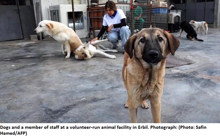 Local Authorities in Erbil Begin Mass Roundup of Stray Dogs for ...