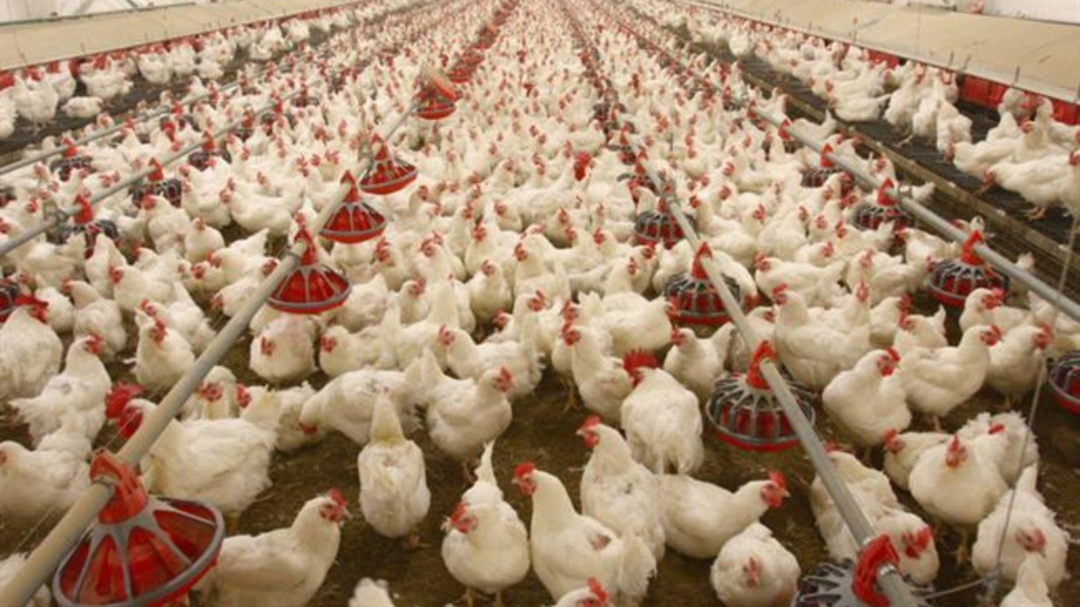 تصدير الدجاج والبيض من إقليم كوردستان إلى دول الخليج