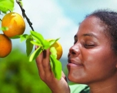 باحثون: رائحة الفاكهة الناضجة قد توقف نمو الخلايا السرطانية !