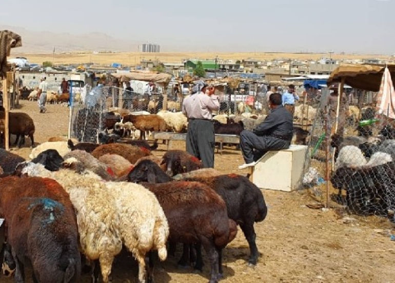 مالية واقتصاد كوردستان: تخفيض رسوم استيراد المواشي الحيّة 50% لمدة سنة