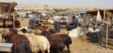 مالية واقتصاد كوردستان: تخفيض رسوم استيراد المواشي الحيّة 50% لمدة سنة
