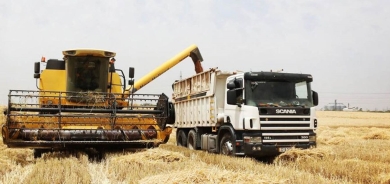 التجارة الاتحادية تعلن الاكتفاء الذاتي من القمح وتبرر تأخر عمليات التسويق من الإقليم بـ 