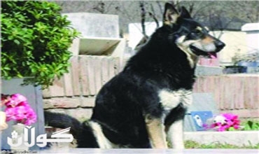 العثور على 'تارزان'.. كلب الرئيس الشيشاني