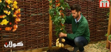 Meet the TomTato: a new plant that grows both tomatoes and potatoes