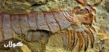 500-million-year-old sea creature unearthed