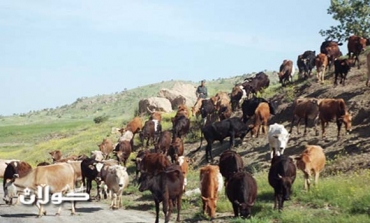 Diseases halt animal imports to Kurdistan Region