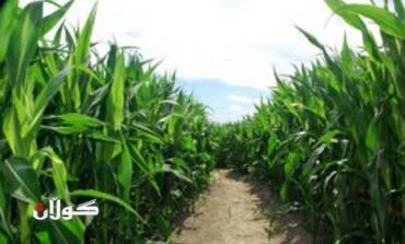US corn price hits record high