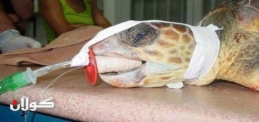 Royal turtle: World’s second-oldest animal dies in Cairo at age 270